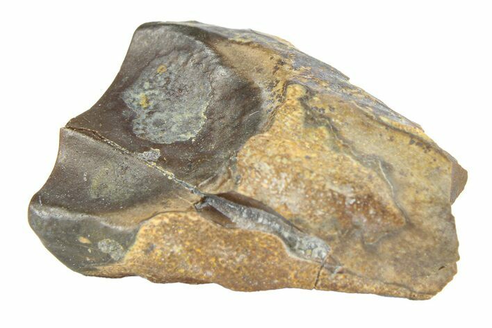 Fossil Dinosaur (Leptoceratops) Shed Tooth - Wyoming #289190